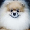 Oliver