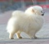 Dog Hi's Sixza