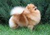 Amazing Gift Of Maja's Pomeranianworld