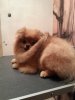 Аполло Альварес Анабель Эксклюзив