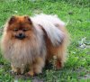 Вилсен Сент Оф Парадиз