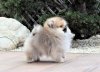 Buddy Cute To Heart Adelavis