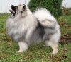 Айстраум Патрик Фьори