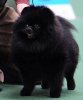 Finch's Char's Black Beau