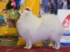 Балтик Лайн Франт