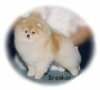 Puf Pride's Cloudbreaker