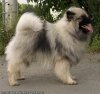 Веселый Ветер Из Мирашела