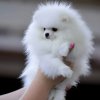 Бонус Стиль  Бэби Лаки Стар
