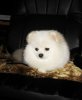 New's Pomeranians Dori