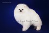 Gri Pul Of Top Pet World
