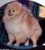 Sweet Charlotte Of Lenette