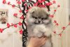 Виннер Сильвер Дрим