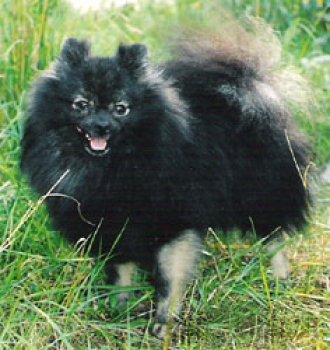 Saulgriezi Exotic Talazi