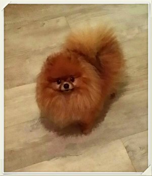 Файнпом Мистик Мурена