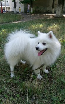 Tito Shalimar Bifotaun