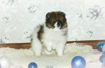 Колин Мак Рэй