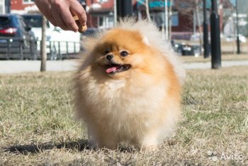 Уоллис Стар Лаик Из Лагуны Грез