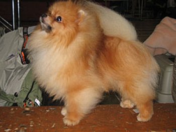 Chai's Harry Potter