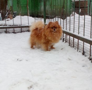 Завеличье Цетана