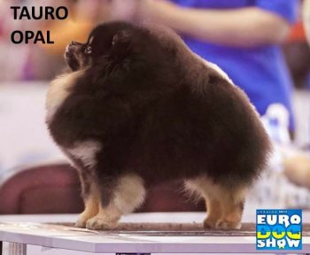 Tauro Opal