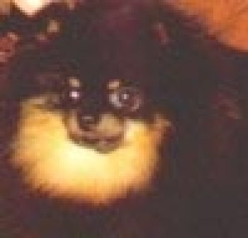 Watts' Little Black N' Tandy