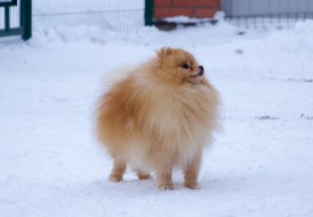 Юли'з Прайд Паула