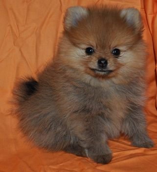 Бим Стар Виннер