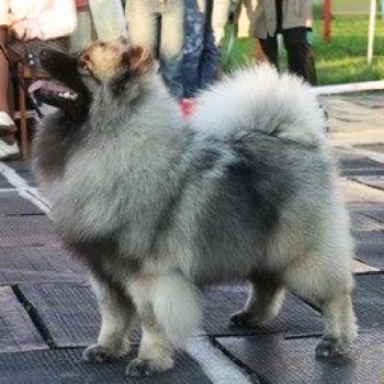 Никсэнд Лакки Лайф