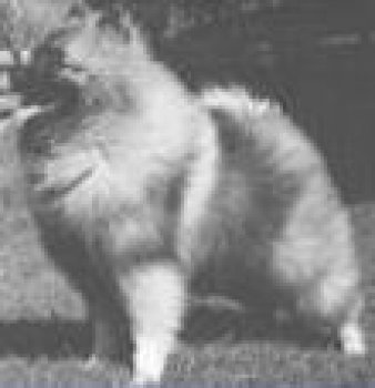 Clandara Rascal