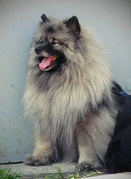 Schone Hund Lucky Star