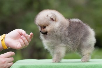 Люмен Эст Покоритель Сердец