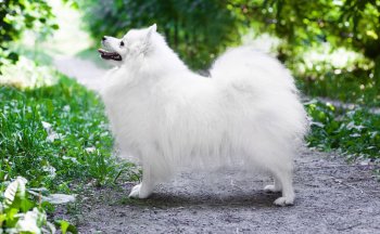 Балтик Лайн Фея