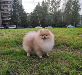 Даймонд Крафт Дэнис Брайт