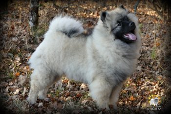Гольфстрим Из Мирашела