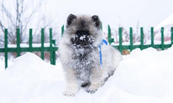 Голджин Уайт