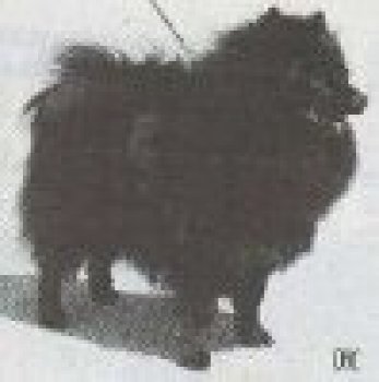 Viliten's Black Bozzi