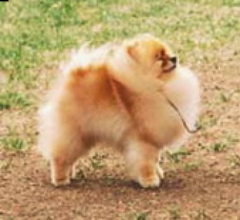 Cinnakees Pendragon