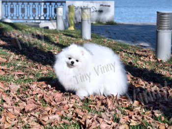 New's Pomeranian Carly