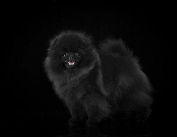 Флорентино Диаманте Неро