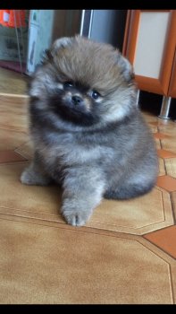 Фанни Рэй Коуби Бел