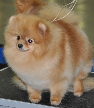 Chikai Miss Fuzz