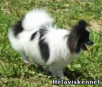 Ультра Си С Заречья