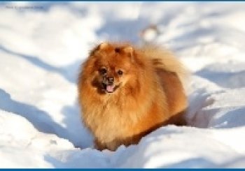 Вирлэнд Джесика