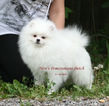 New's Pomeranians Butch