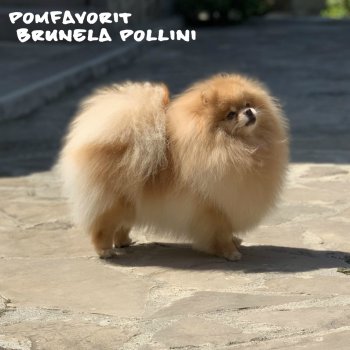 Pomfavorit Brunela Pollini