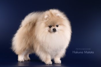 Persimoone Hakuna Matata