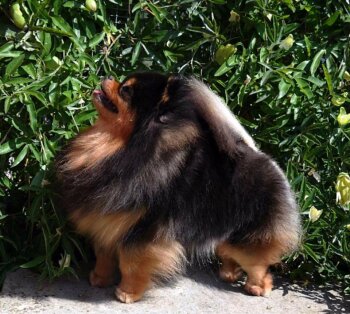 Dolchepom Verona
