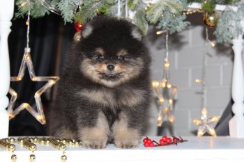 Ваймеа Дивайн Мисс