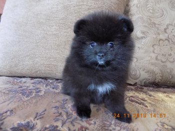 Молли Мейджик Блек