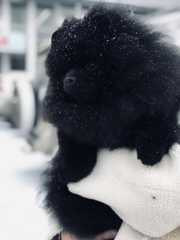 Оливер Твист Блэк Принц